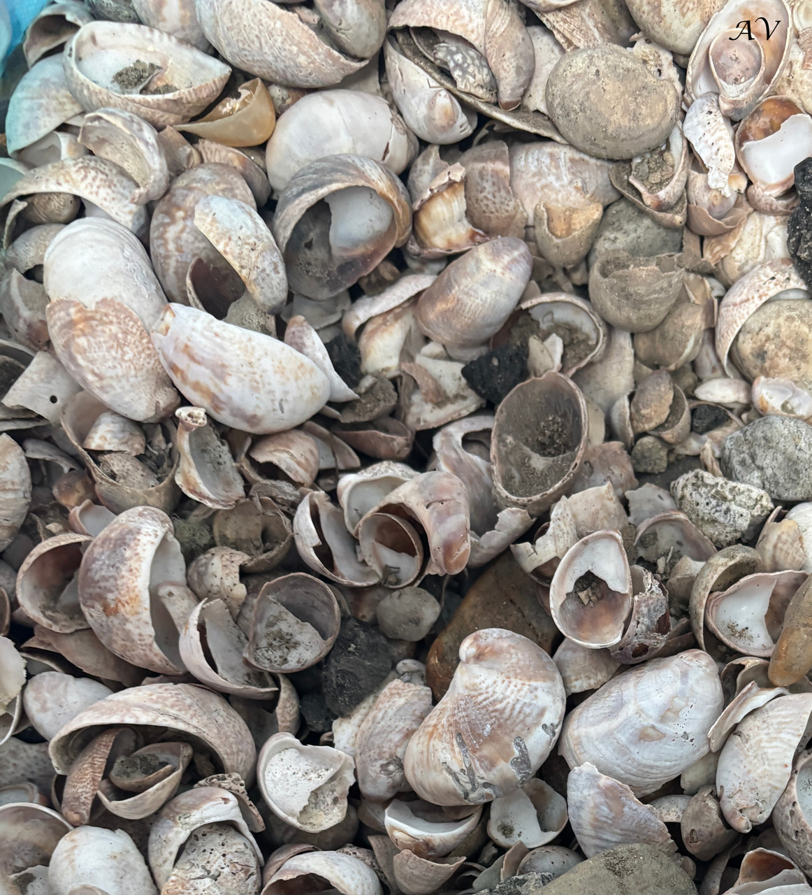 Natural Ocean Sea shell 1lb Bag for krafts, for Fish tank etc...