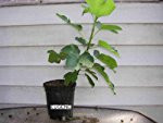 Fig Tree from all over the World Choose your today, fig tree in pot